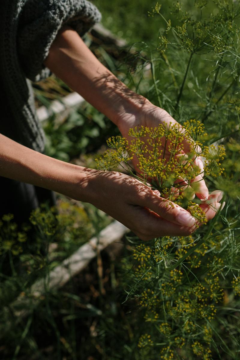 Person Holding A Small Plant