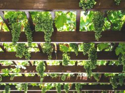 From below green grape vines growing on spacious wooden pergola in vineyard on sunny weather