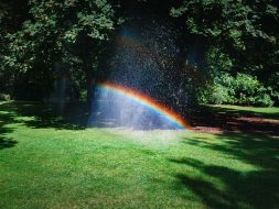 Rainbow surrounded by trees